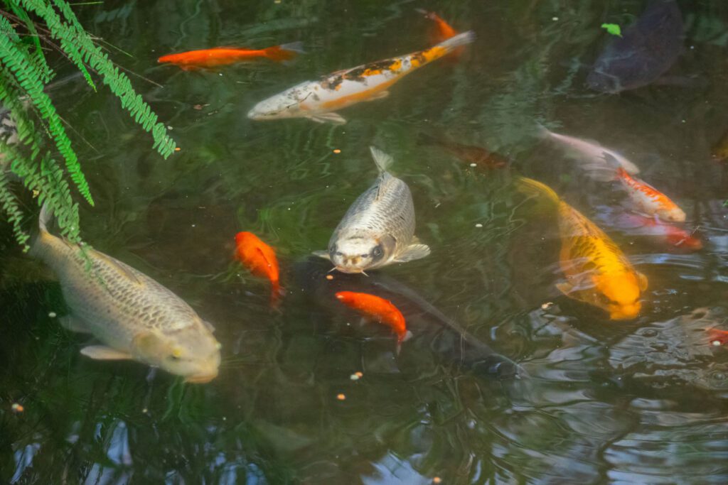 Different fish Terrapins at Roath Park conservatory by Gareth Johns Photography