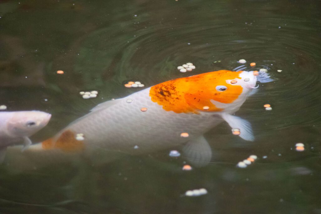 Fish at Roath Park conservatory by Gareth Johns Photography