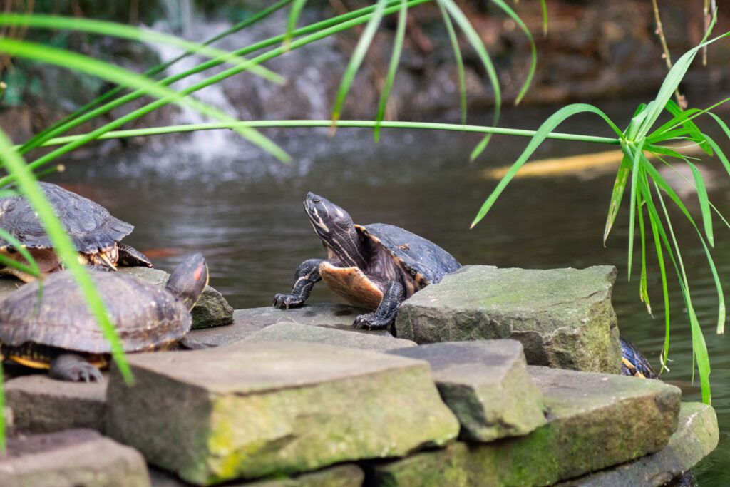 Terrapins at Roath Park conservatory by Gareth Johns Photography