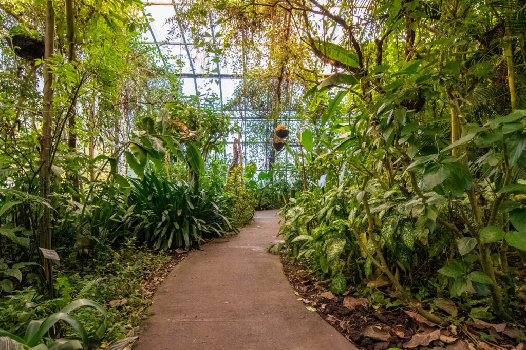 Pathway through Roath park conservatory by Gareth Johns