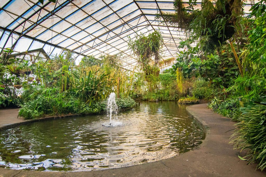 Roath Park fish pond inside the conservatory by Gareth Johns