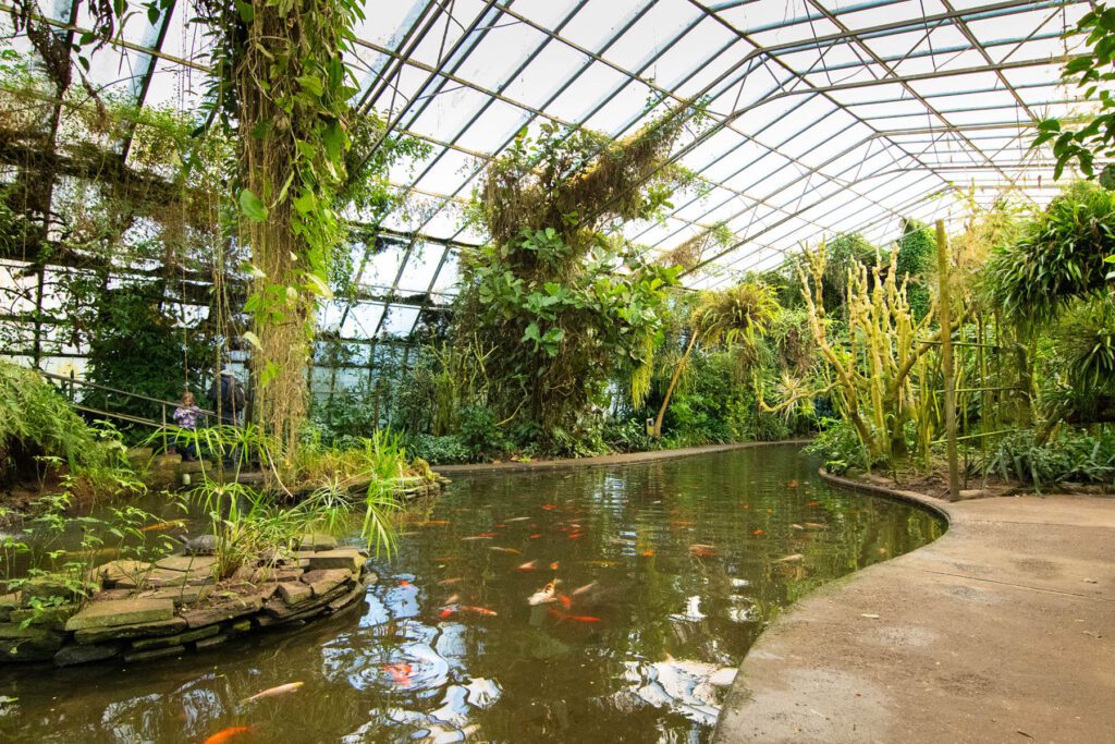 Fish pond inside Roath Park conservatory by Gareth Johns