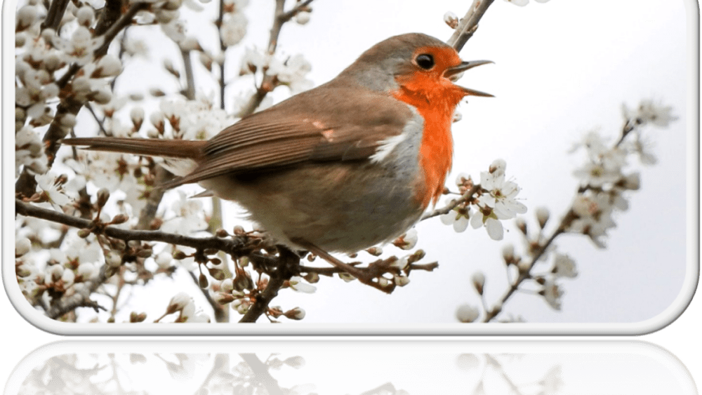 Singing robin sat in a tree