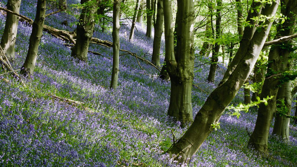 a carpet of bluebells in a woodland