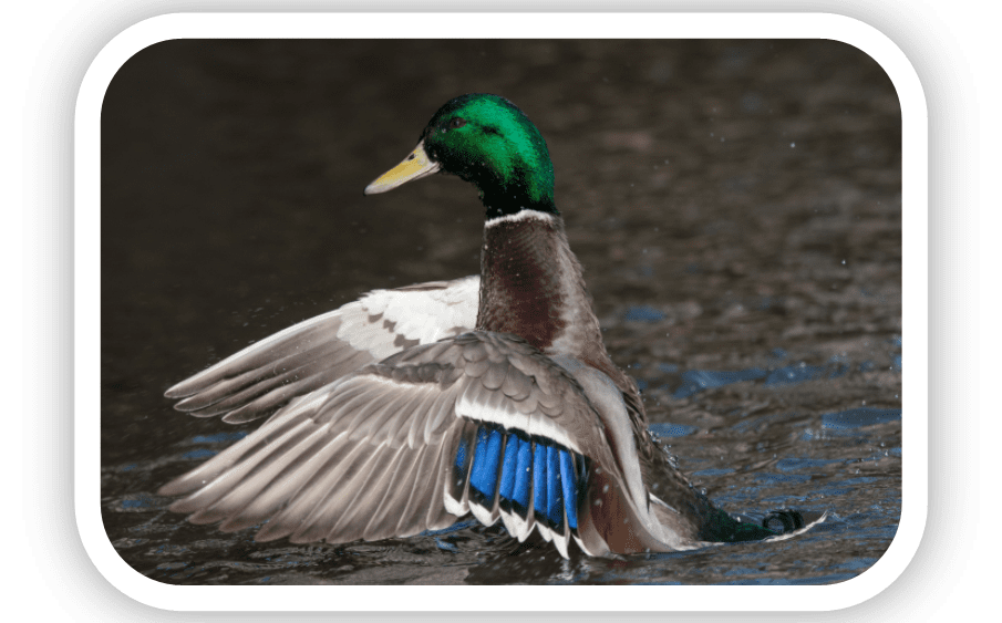 Male mallard flapping his wings