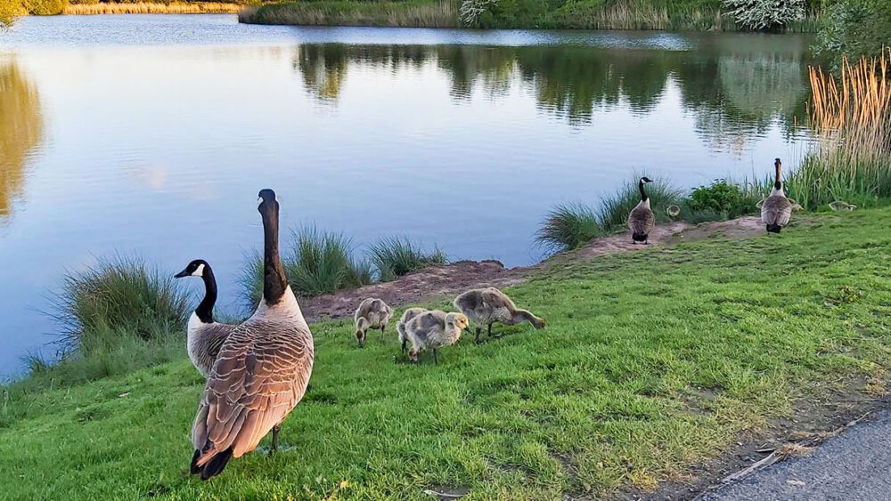 Canada geese and chicks on the bank at Hendre Lake